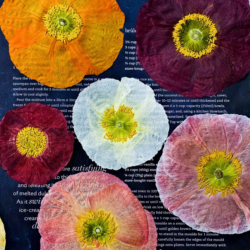 1 adet, Doğa Alanı Haşhaş Pres - Art And Craft Photos incelemesi ve fiyatı